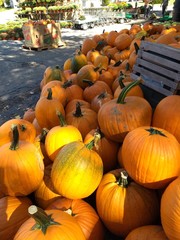 pumpkins for sale at farmers market