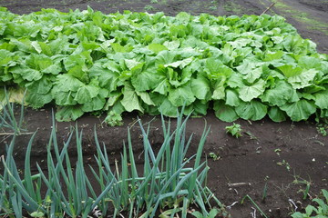 10月のネギと山東菜の畑