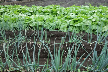 10月のネギと山東菜の畑