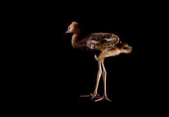 black crowned crane - Balearica pavonina