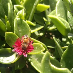 abeja