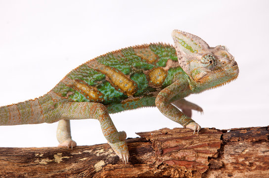 a chameleon walks