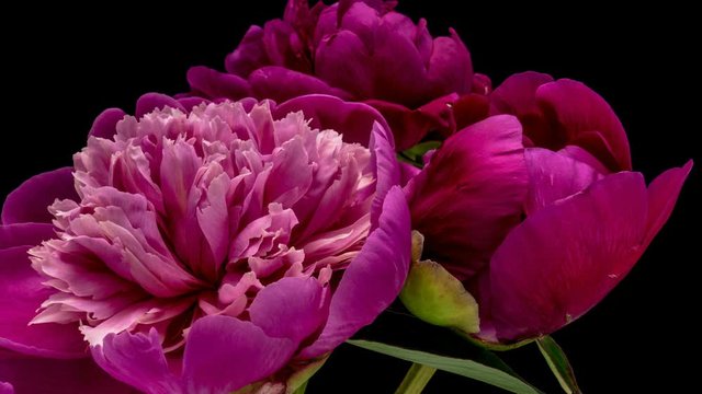 Timelapse of beautiful pink peonies blooming on black background close-up. 4K