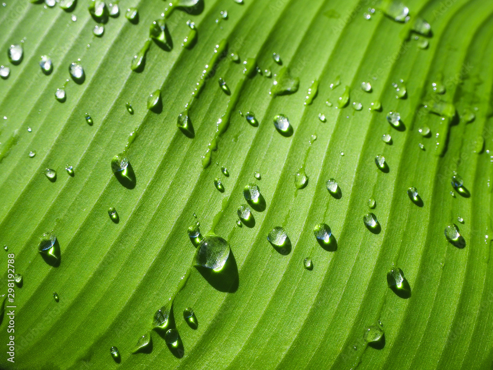 Wall mural droplets on banana leaf