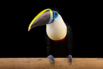 Obraz premium White-throated Toucan (Ramphastos tucanus)