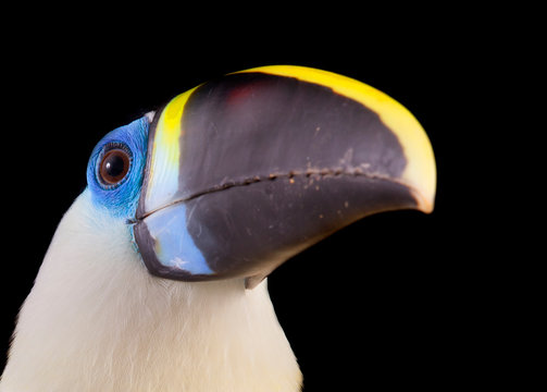 White-throated Toucan (Ramphastos tucanus)