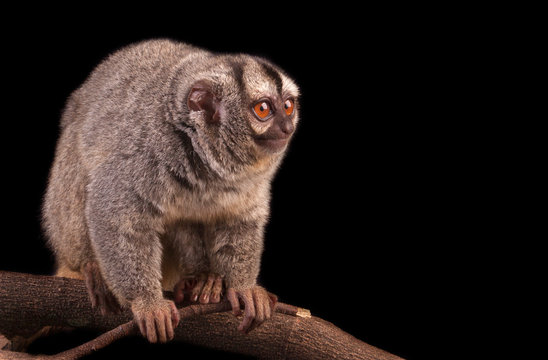  Gray-bellied Night Monkey (Aotus Lemurinus)