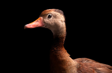 Black-bellied Whistling-duck (Dendrocygna autumnalis)