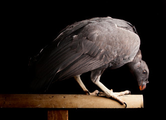 King Vulture (Sarcoramphus papa)  