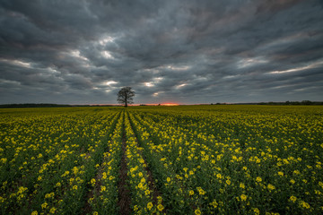 Rapeseed and sunset