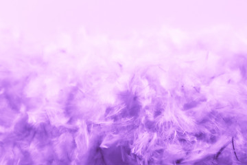 Fototapeta premium Beautiful abstract blue and purple feathers frame on darkness background and colorful soft white pink feather portrait frame texture