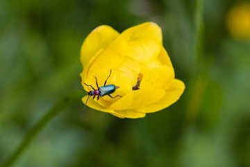 beetle on a yellow mountain meadow bloom (trollius europaeus, globeflower)