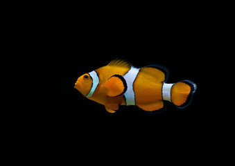 Clownfish or anemonefish