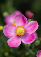 single pink anemone blossom in a anemone field at botanical garden