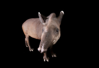 South American tapir - Tapirus terrestris