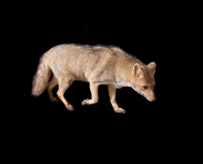 crab-eating fox (Cerdocyon thous)