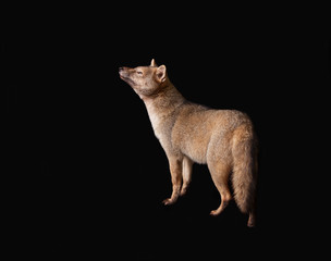 crab-eating fox (Cerdocyon thous)