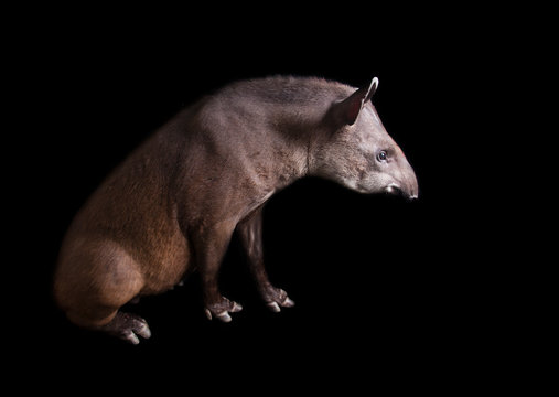 South American tapir - Tapirus terrestris
