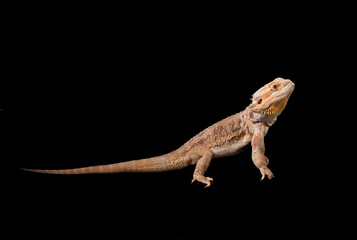 Central bearded dragon (Pogona vitticeps)