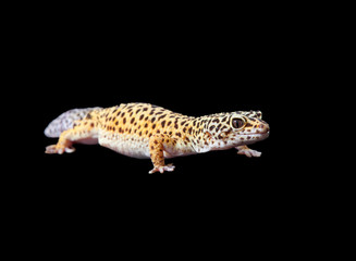 Common leopard gecko (Eublepharis macularius)