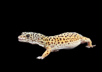 Fototapeta na wymiar Common leopard gecko (Eublepharis macularius)