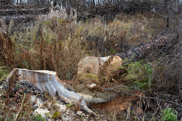 Obraz premium a cut down tree