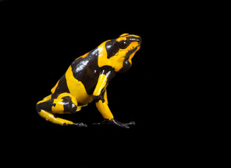 yellow-banded poison dart frog (Dendrobates leucomelas)