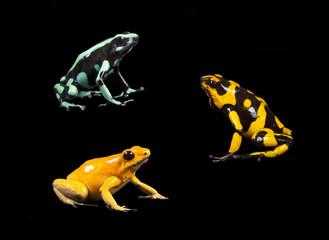 poison dart frogs from Colombia