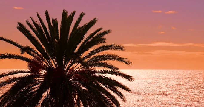Palm Silhouette Sunset Ocean, Breathtaking Tropical Paradise Golden Hour Seascape, 4K Magic Sunrise Early Morning Video
