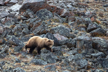 Grizzly Bear picking his way downhill in the mountain above the Savage River in Denali National Park in Alaska United States