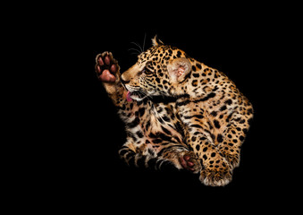 pup of jaguar (Panthera onca) play in their habitat