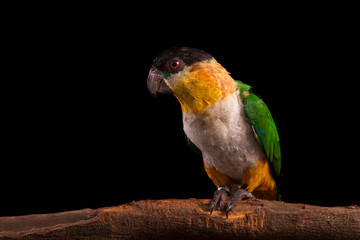 Black-headed Parrot - Pionites melanocephalus