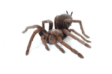 tarantula (Pamphobeteus verdolaga)
