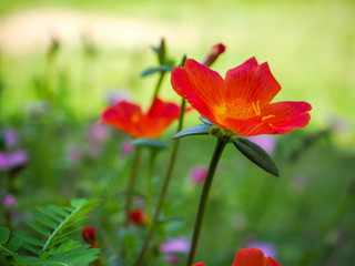 Obraz premium Red sun plant