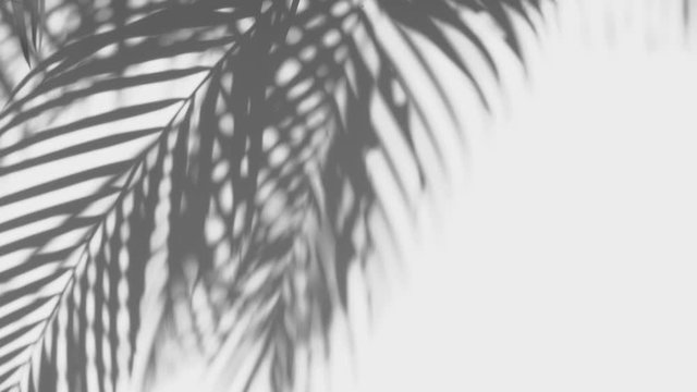 closeup the motion of shadow palm leaf is tropical leaves on white wall background, 4K Resolution