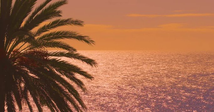 Sunset Palm Silhouette Ocean &mdash; Tropical Golden Evening Glow Over Calm Sea, Paradise Coast 4K