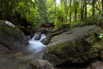 Fototapeta premium stream in the forest
