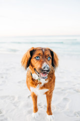 Pretty blue eyed dog dog posing at beach