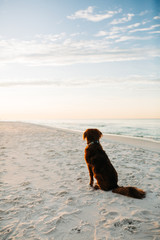 Pretty blue eyed dog dog posing at beach