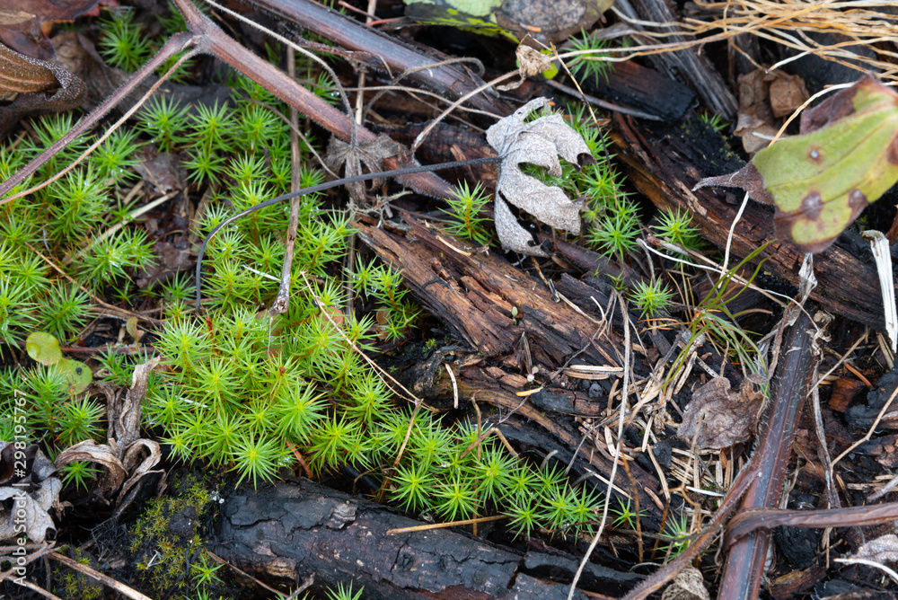 Canvas Prints juniper moss covering forest floor