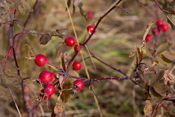 wild red rose hips 