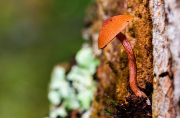 Mushrooms in Arvi Park, Colombia