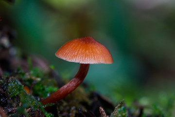 Mushrooms in Arvi Park, Colombia