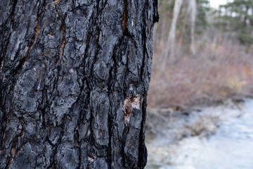 closeup up of a charred tree from a fire