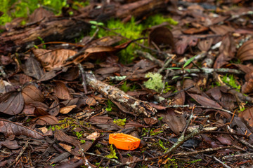 Mushrooms in Arvi Park, Colombia
