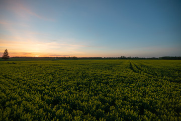 Rapeseed at sunset time