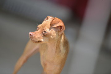 Min pin Chihuahua 