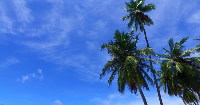 palm trees in the Maldives, blue sky