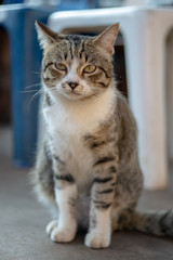 Naklejka na ściany i meble Portrait of striped Thai cat, tabby cat