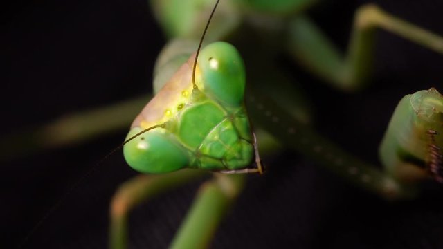Closeup of a green praying mantis face while it looks to camera and moves constantly, black background